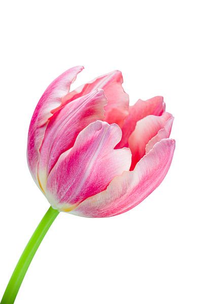 Tulipe rose élégante par Judith Spanbroek-van den Broek