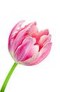 Tulipe rose élégante par Judith Spanbroek-van den Broek Aperçu