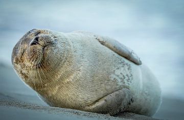 Robbe am Strand von Katwijk aan Zee