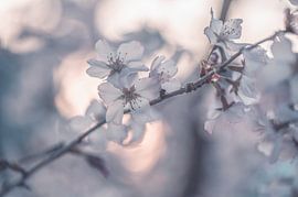 flowers part 469 by Tania Perneel