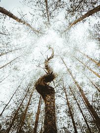 Un arbre inhabituel sur Jakub Wencek