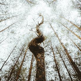 Unusual tree by Jakub Wencek