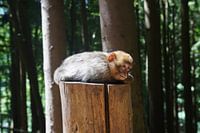 Monkey