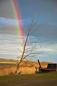 Magischer Regenbogen über dem Flussufer im Oderbruch