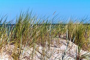 Une dune de sable estivale sur l'île de Rügen