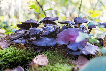 mooie groep paddestoelen in het mastbos van gert stasse