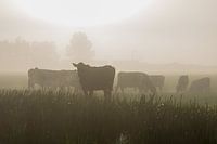 Eine Silhouette einer Kuhherde im Nebel