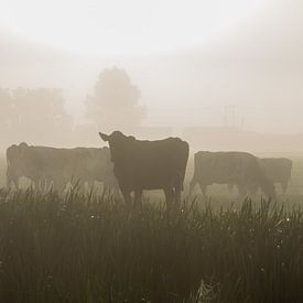 Een silhouet van een kudde koeien in de mist van Willie Kamminga