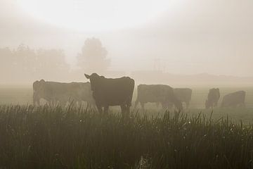 Een silhouet van een kudde koeien in de mist van Willie Kamminga