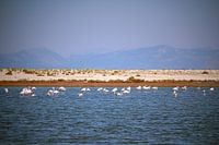 Lagoon with flamingos