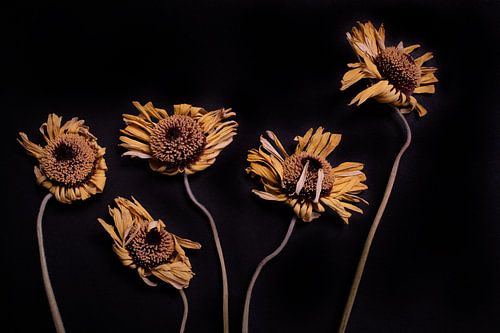 Zusammensetzung von getrockneten Gerberas auf schwarz