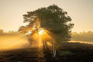 Westruper Heide, Haltern am See, Nordrhein-Westfalen, Deutschland