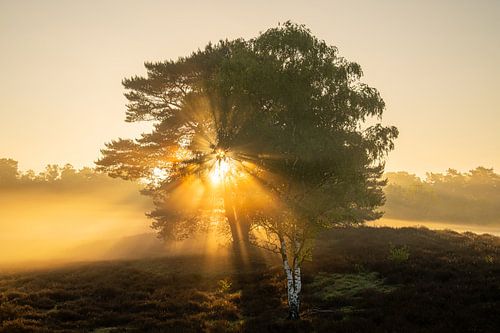 Westruper Heide, Haltern am See, Noordrijn-Westfalen, Duitsland