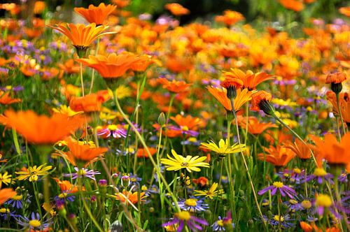 Wildblumen in Südafrika von Corinne Welp