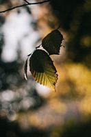 Herfst