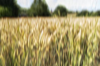 Goldene Getreidefelder in ICM Technik