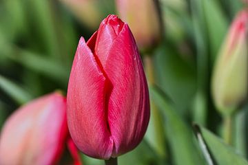 Holländische Tulpe von Eva De Mol