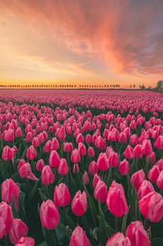 Roze tulpenvelden op Goeree-Overflakkee van Sidney van den Boogaard