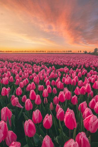 Roze tulpenvelden op Goeree-Overflakkee