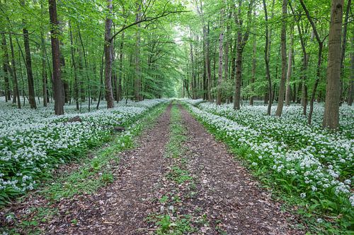 Au milieu de l'ail des ours