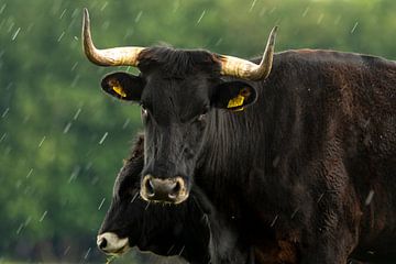 Spaanse koe met intense blik in de regen van Caroline Pleysier