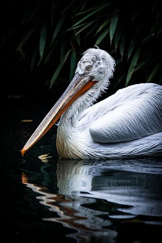 Crucian Pelican