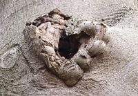 Arbre d'amour