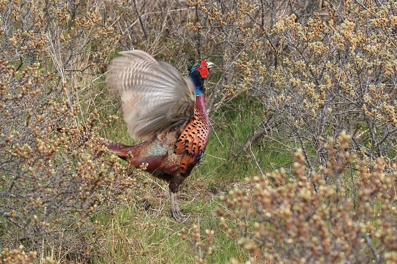 Fasan Texel Holland von Frank Fichtmüller