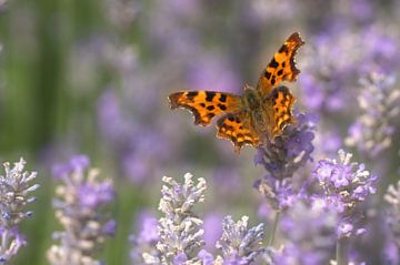 Vlinder op lavendel van Frouwkje Fotografie