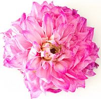 Dahlia