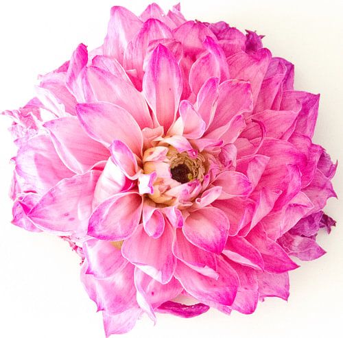 Dahlia van Christel Nouwens- Lambers