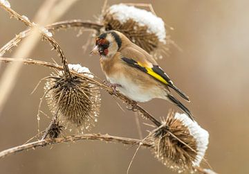 Goldfinch on daffodil by Harry Punter