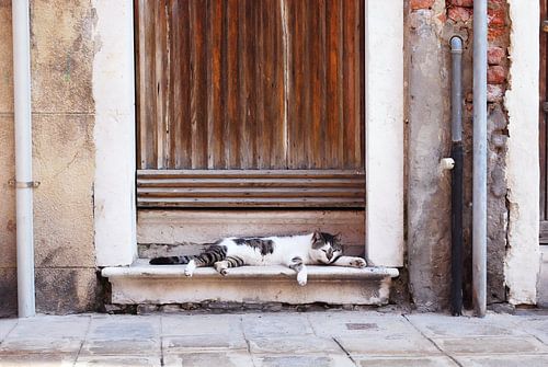 Lome kat op een Ventiaanse drempel. van StudioMaria.nl