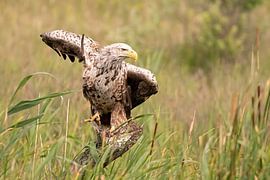 Weißkopfseeadler von Ria de Heij