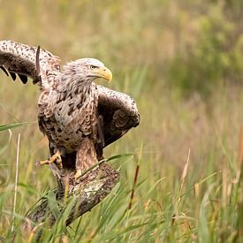 Bald eagle van Ria de Heij