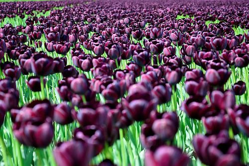 Die violetten von Frank's Awesome Travels