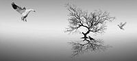 De Boom