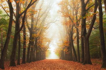 Chemin mystère en automne