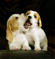Spelende puppies