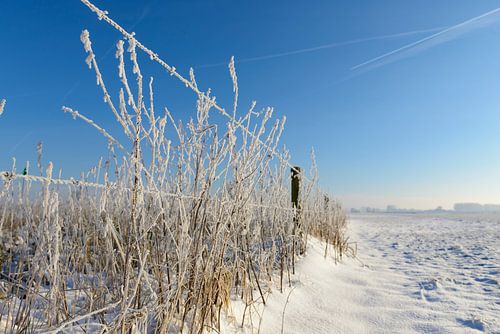 IJsseldelta winterlandschap met sneeuw en mist