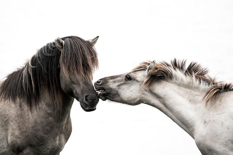 Interaction des chevaux en contraste de caractère et de couleur par Femke Ketelaar