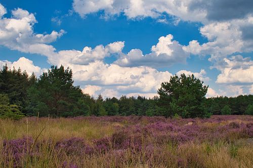 Weerterheide in de bloei