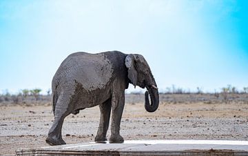 Elefant kühlt sich ab an einem Wasserloch in Namibia, Afrika von Patrick Groß