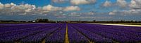 Bloembollenveld bij Julianadorp