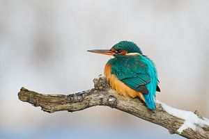 IJsvogel - Genieten in de winterzon van IJsvogels.nl - Corné van Oosterhout