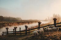 Lente in de Betuwe