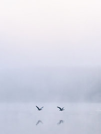 Silence in the mist: two birds in a perfect reflection by Nils Steiner