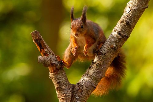 Eichhörnchen im Spagat