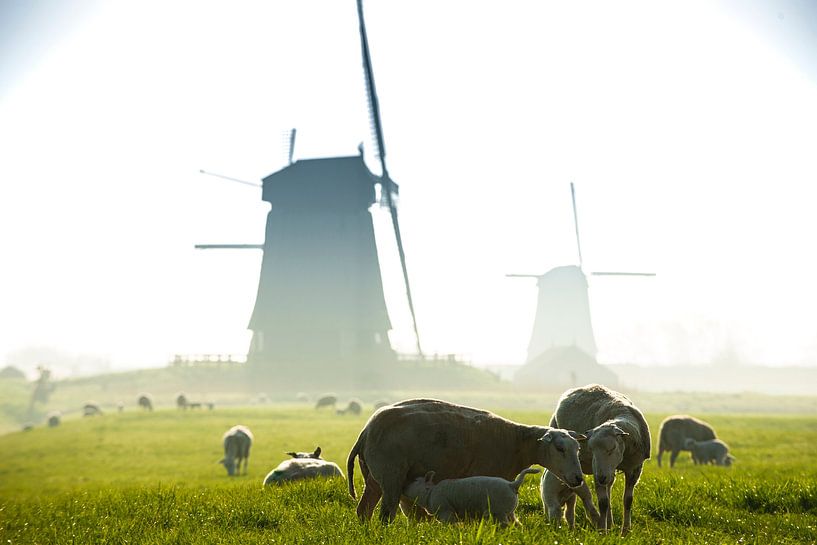 Frühling in Holland von Ruurd Dankloff