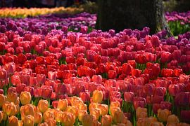 Des tuipes en fleur sous les arbres